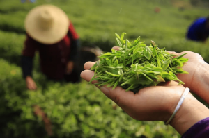 可見(jiàn)近紅外高光譜相機(jī)快速鑒別茶葉品種