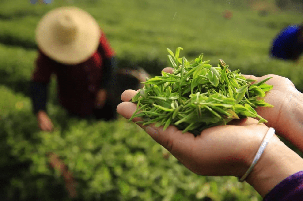 可見-近紅外高光譜相機快速鑒別茶葉品種